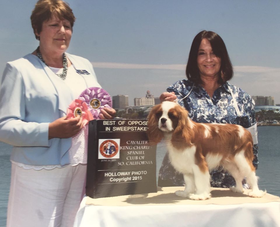 Cavalier King Charles Spaniels