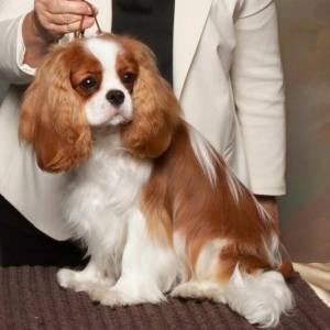 Cavalier King Charles Spaniel