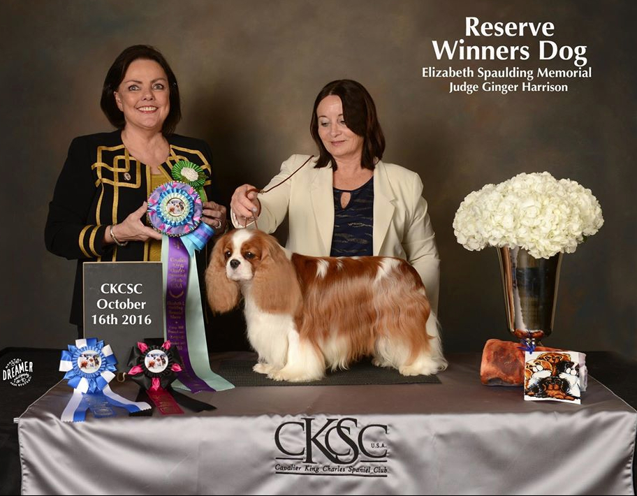 Jadestone Legend Has It, JW, RWD for a 5 point major at CKCSC,USA Nationals 2016, Camp Hill PA.